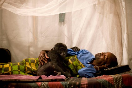 Orphan Gorilla Mapendo – Photo: Brent Stirton