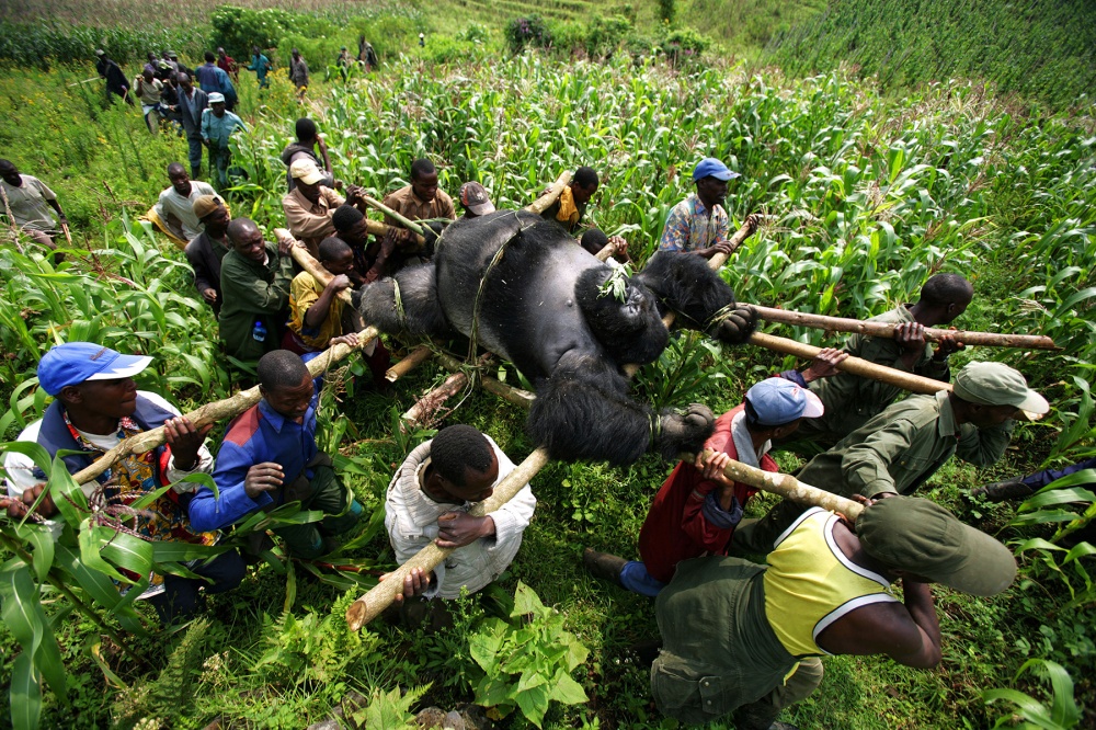 Rangers and villagers carry Senkwekwe back to Rumangabo - Photo: Brent Stirton